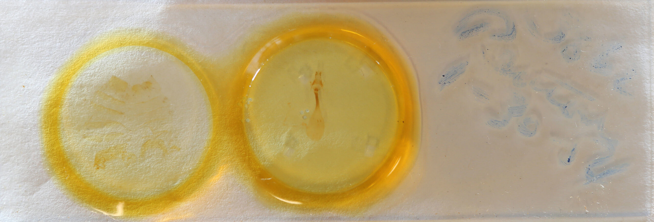 slide view of adult Condica sutor