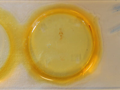 slide view of adult Condica videns