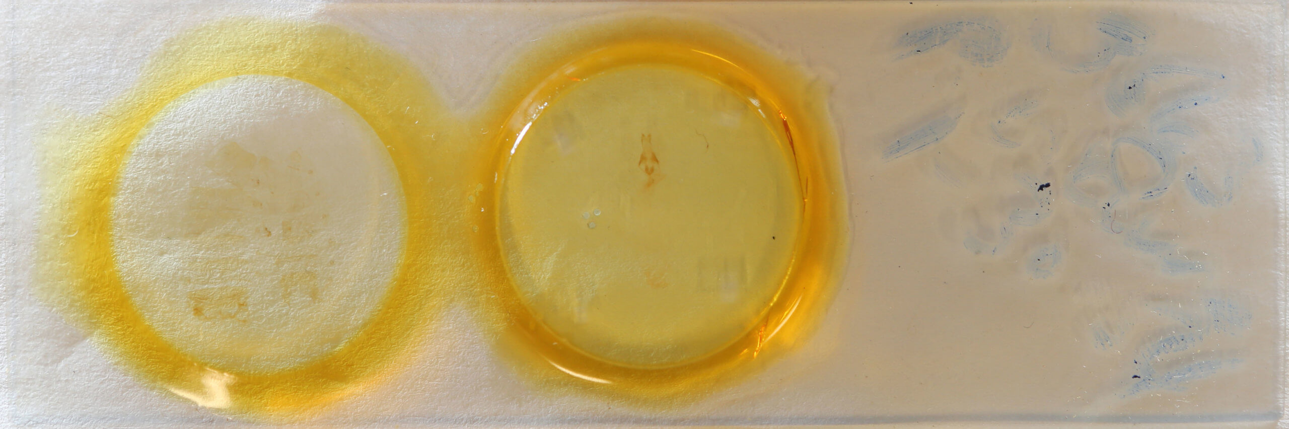 slide view of adult Condica videns