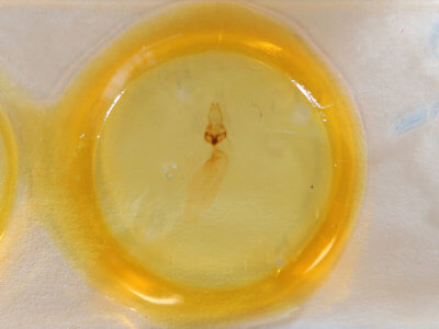 slide view of adult Condica confederata