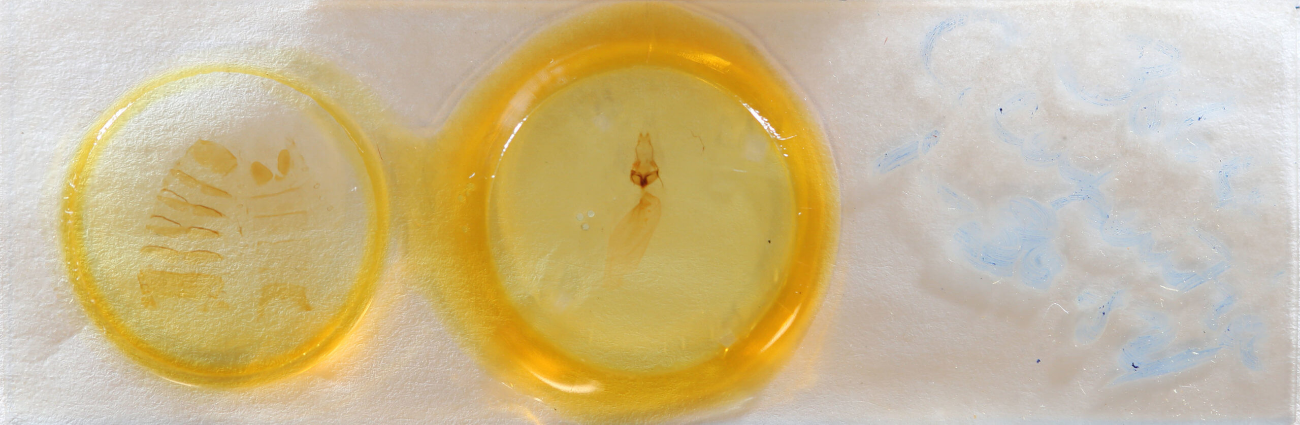 slide view of adult Condica confederata