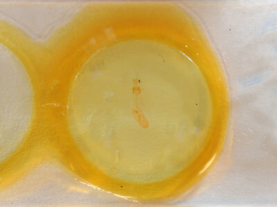 slide view of adult Perigea xanthioides