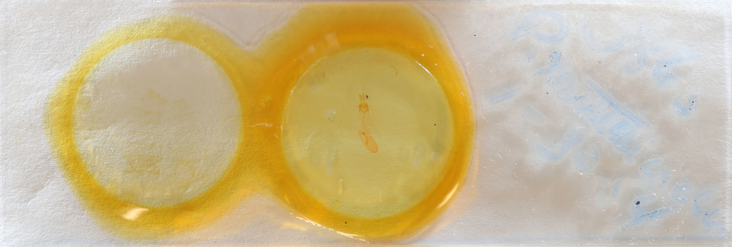 slide view of adult Perigea xanthioides