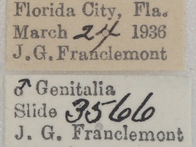 label view of adult Oxydia vesulia