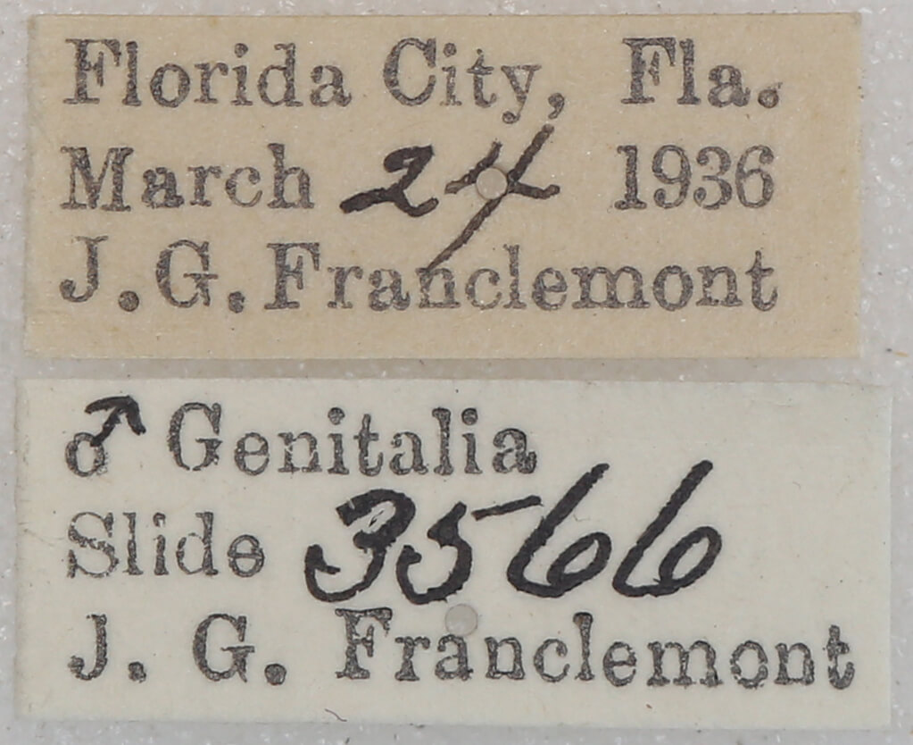 label view of adult Oxydia vesulia