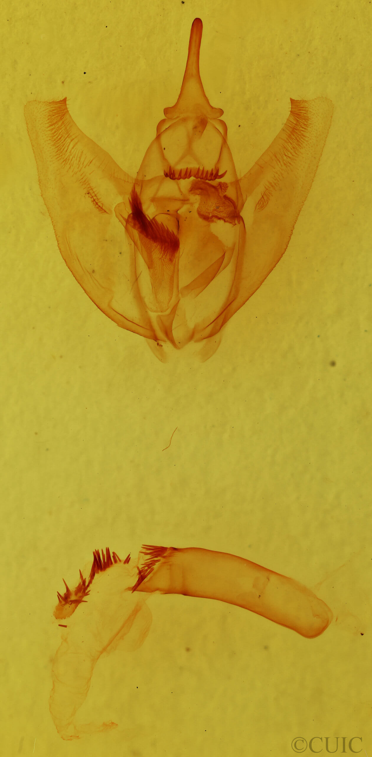 genitalia view of adult Oxydia vesulia
