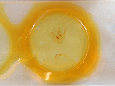 slide view of adult Oxydia vesulia