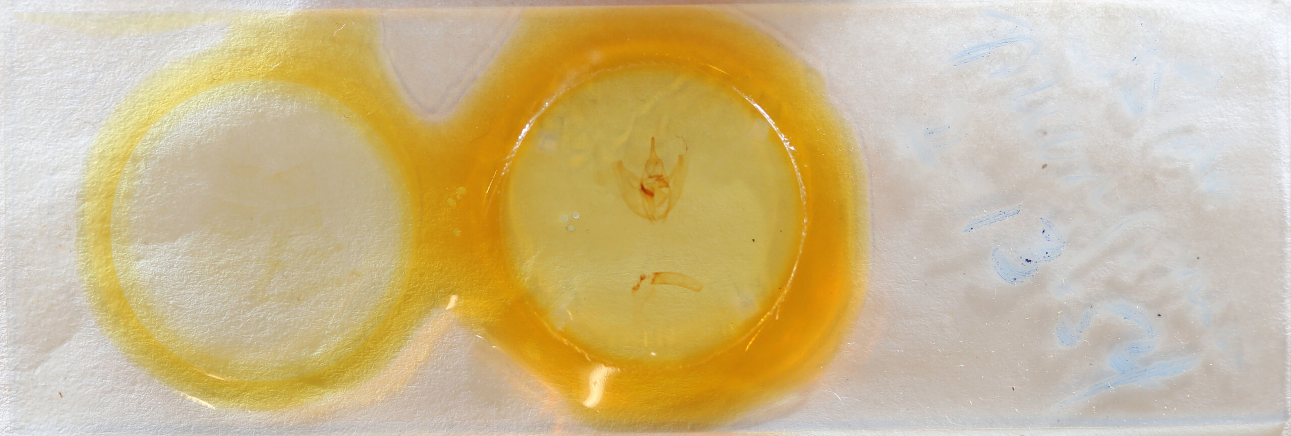 slide view of adult Oxydia vesulia