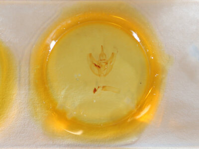 slide view of adult Oxydia vesulia