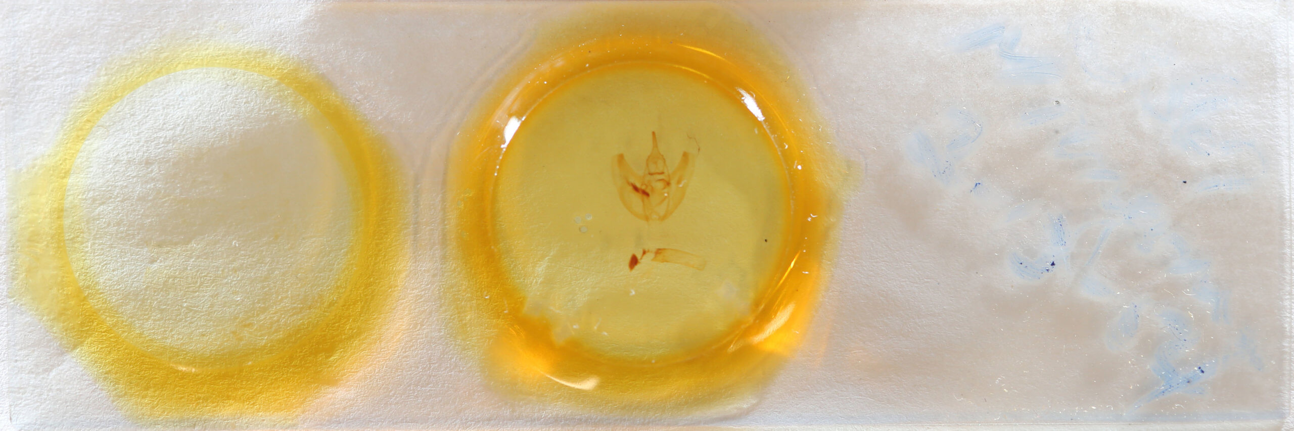 slide view of adult Oxydia vesulia