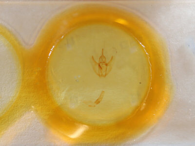 slide view of adult Oxydia cubana