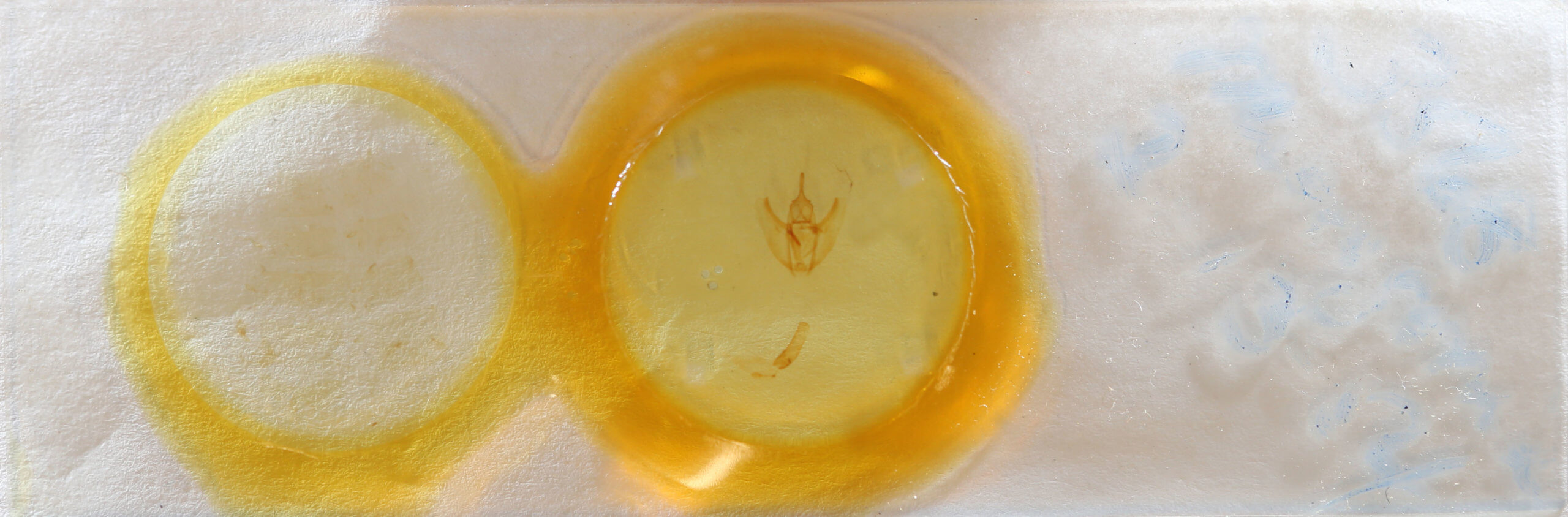 slide view of adult Oxydia cubana