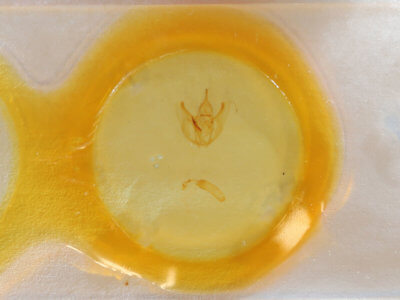 slide view of adult Oxydia cubana