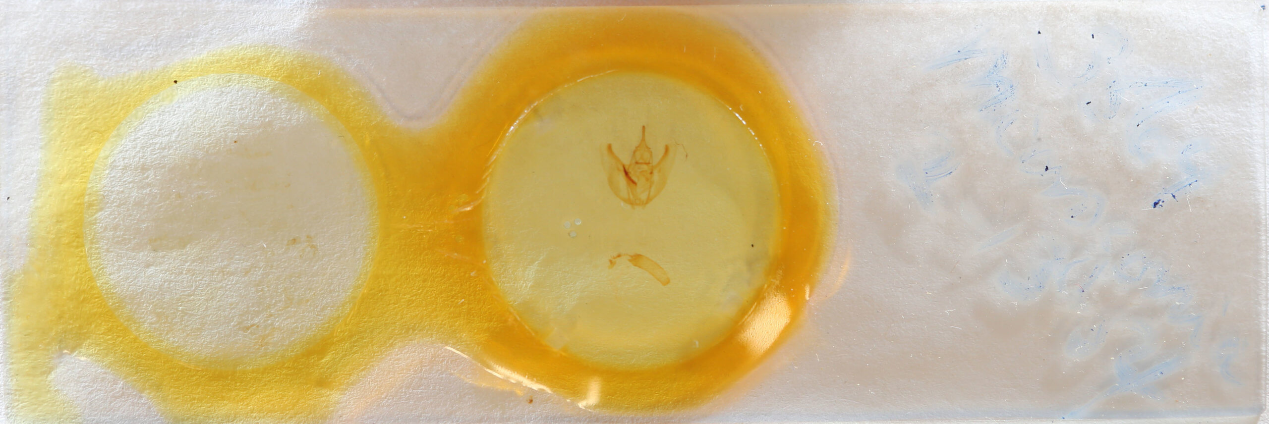 slide view of adult Oxydia cubana