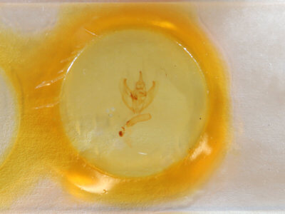 slide view of adult Oxydia vesulia