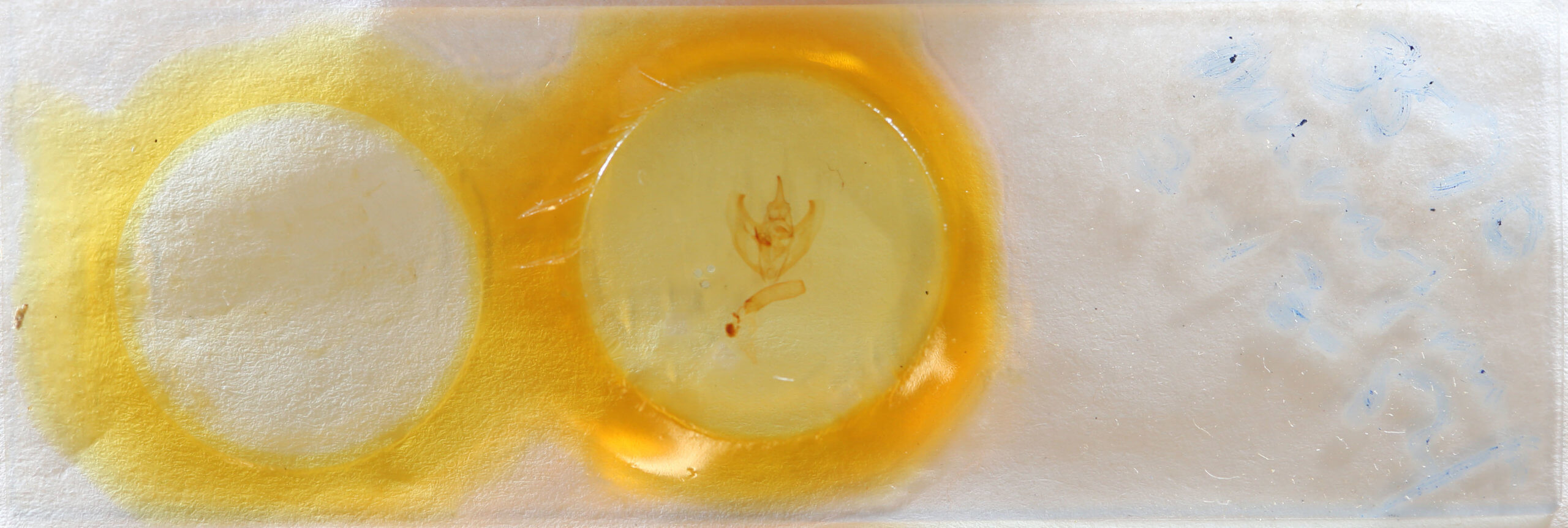 slide view of adult Oxydia vesulia