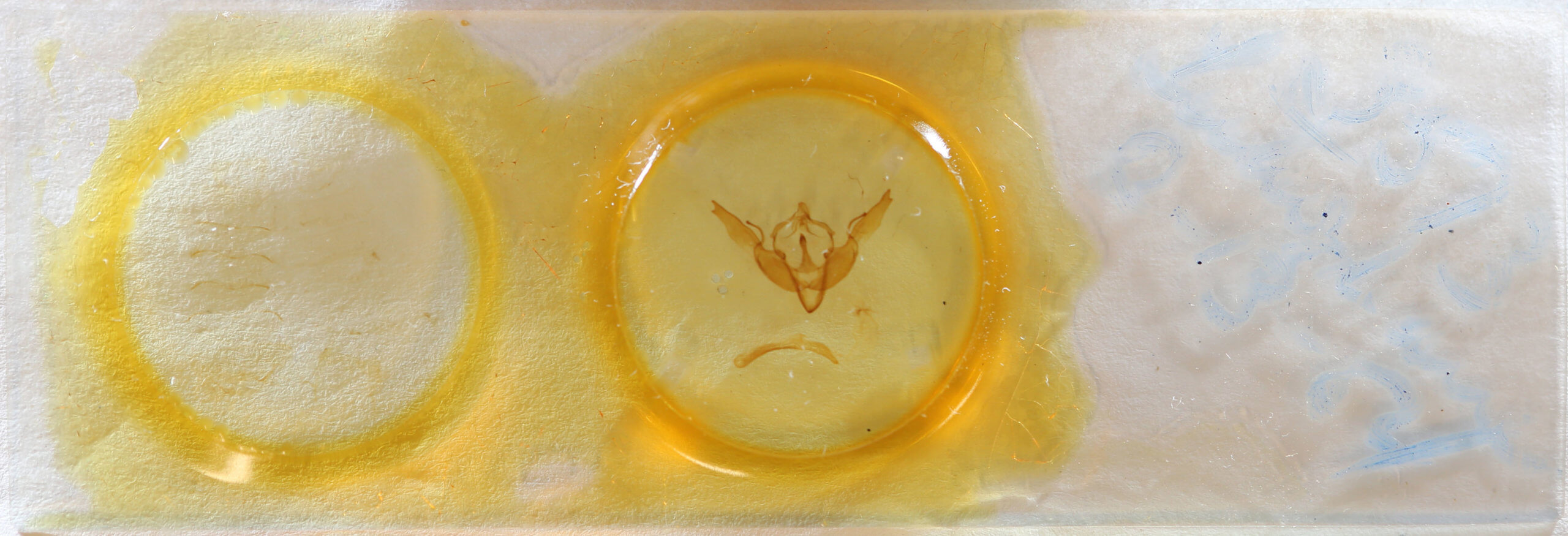 slide view of adult Lithophane georgii