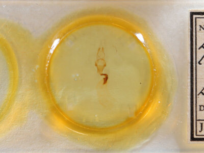 slide view of adult Lithophane lemmeri