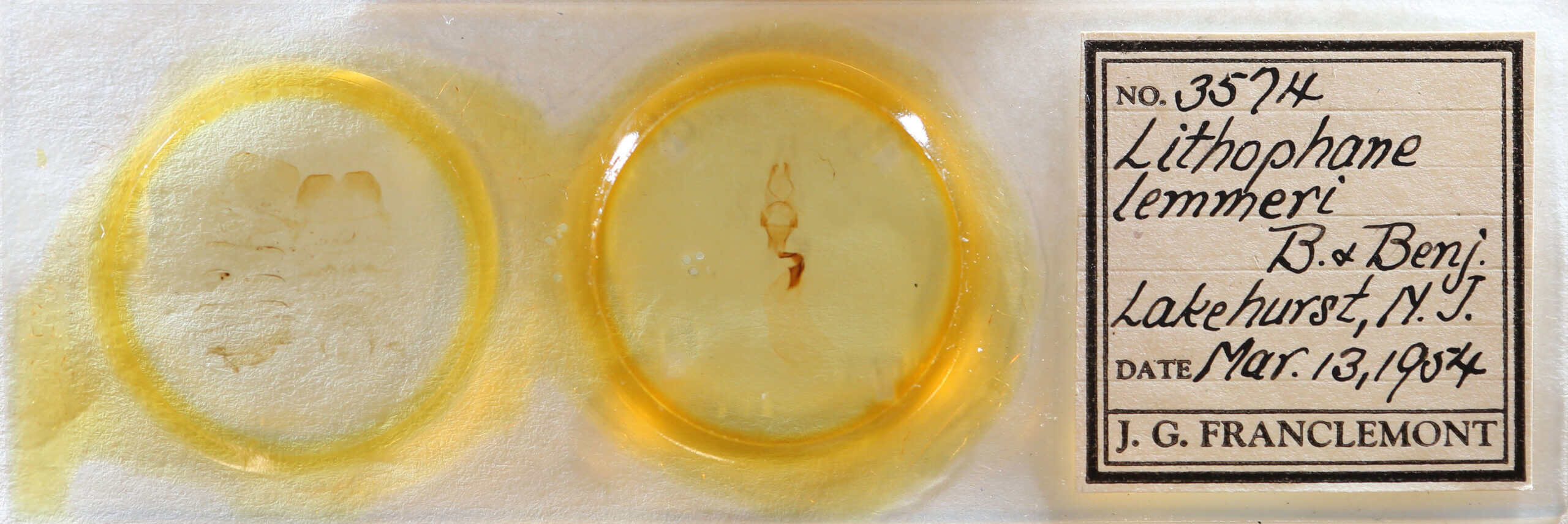 slide view of adult Lithophane lemmeri