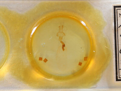 slide view of adult Lithophane longior