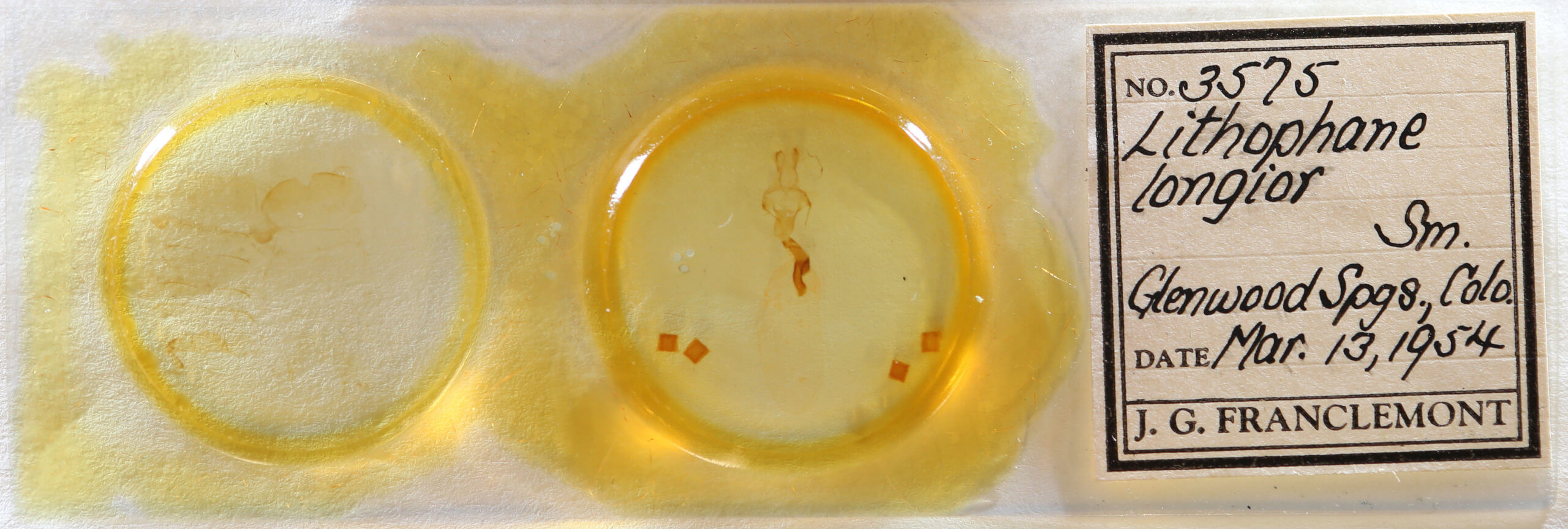 slide view of adult Lithophane longior