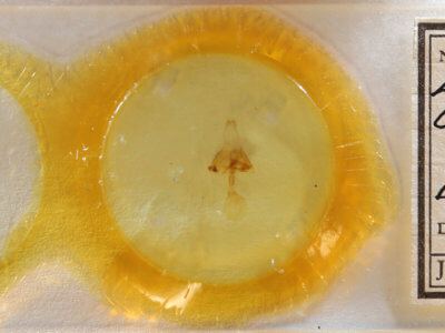 slide view of adult Euclidia cuspidea