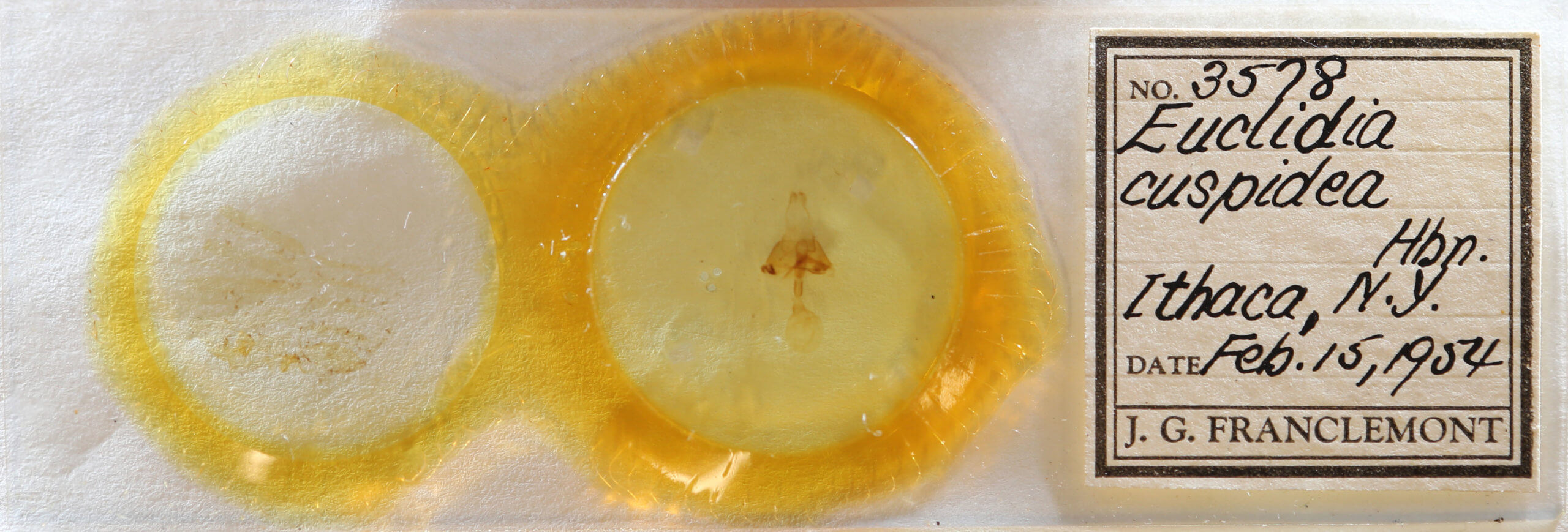 slide view of adult Euclidia cuspidea