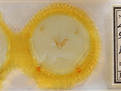 slide view of adult Euclidia glyphica