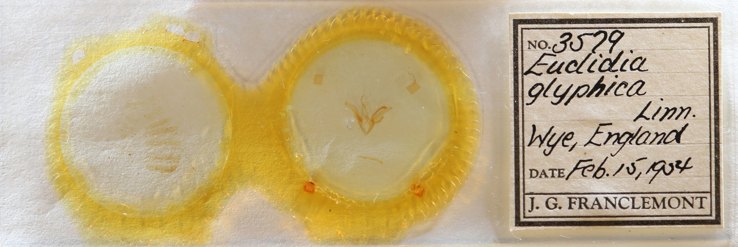 slide view of adult Euclidia glyphica