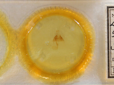 slide view of adult Euclidia glyphica