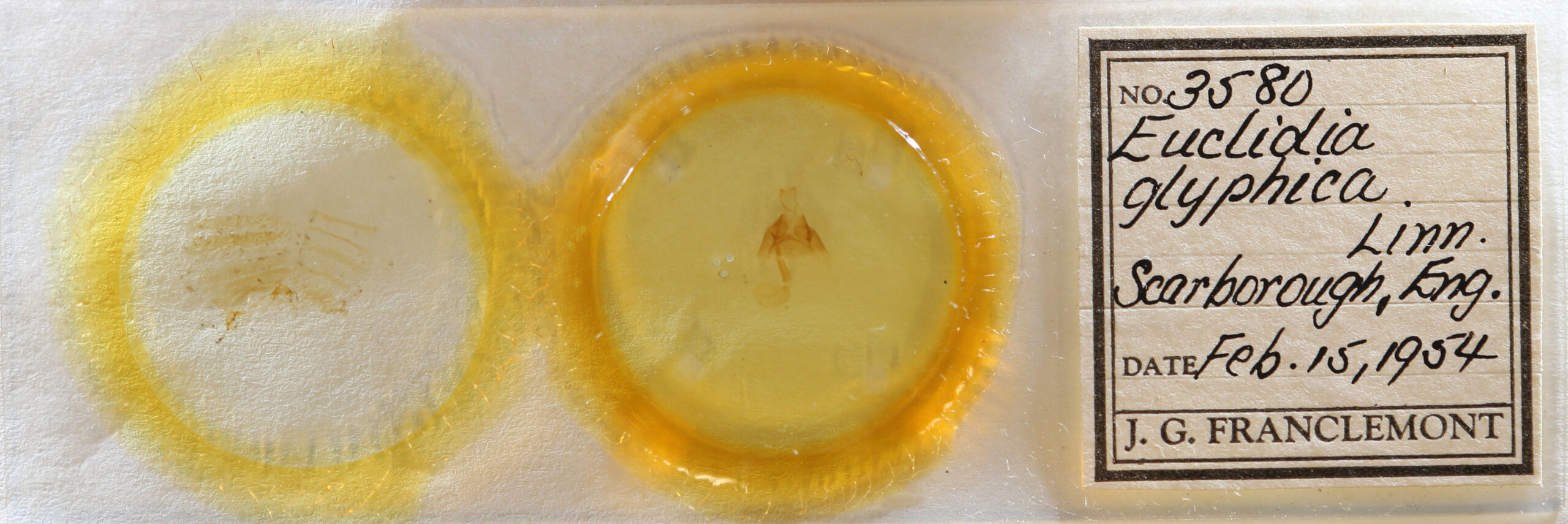 slide view of adult Euclidia glyphica