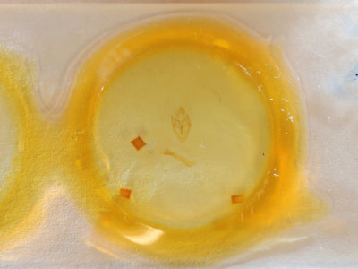 slide view of adult Sosxetra grata