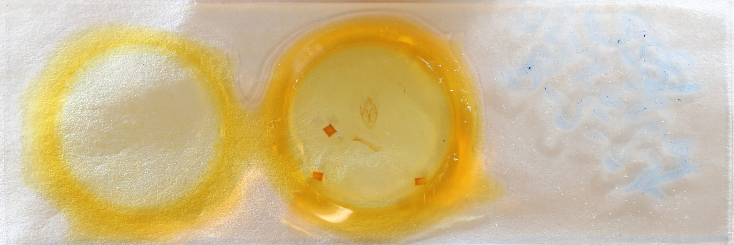 slide view of adult Sosxetra grata