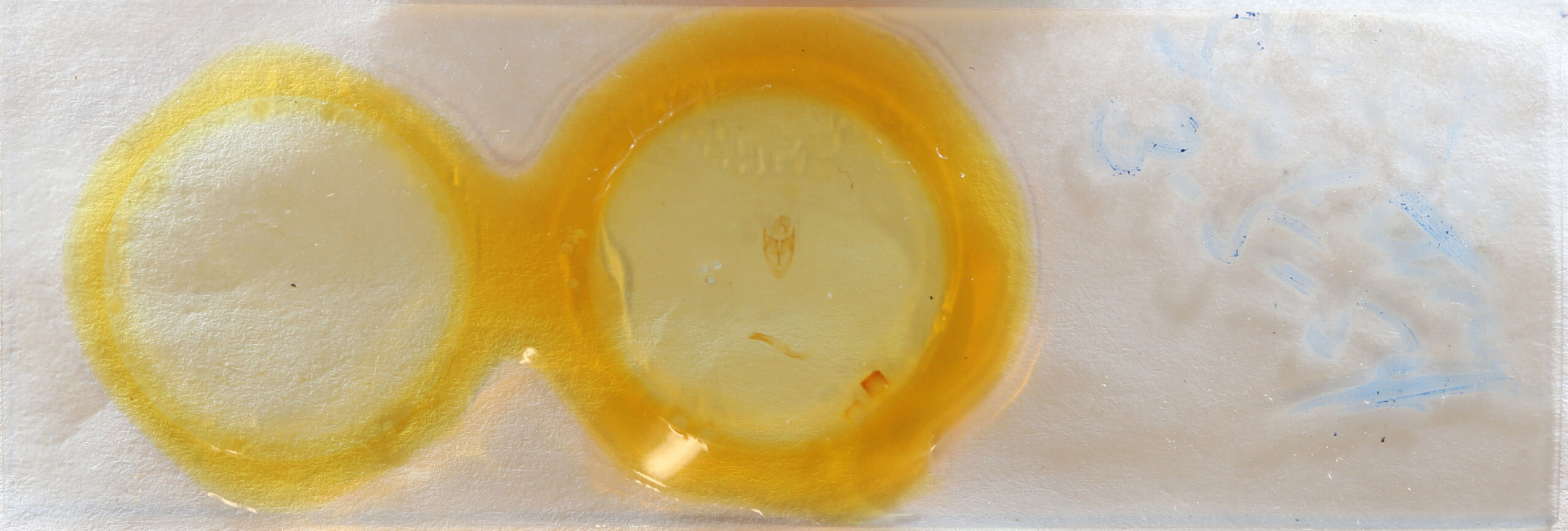 slide view of adult Sosxetra grata