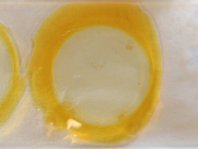 slide view of adult Cyclophora benjamini