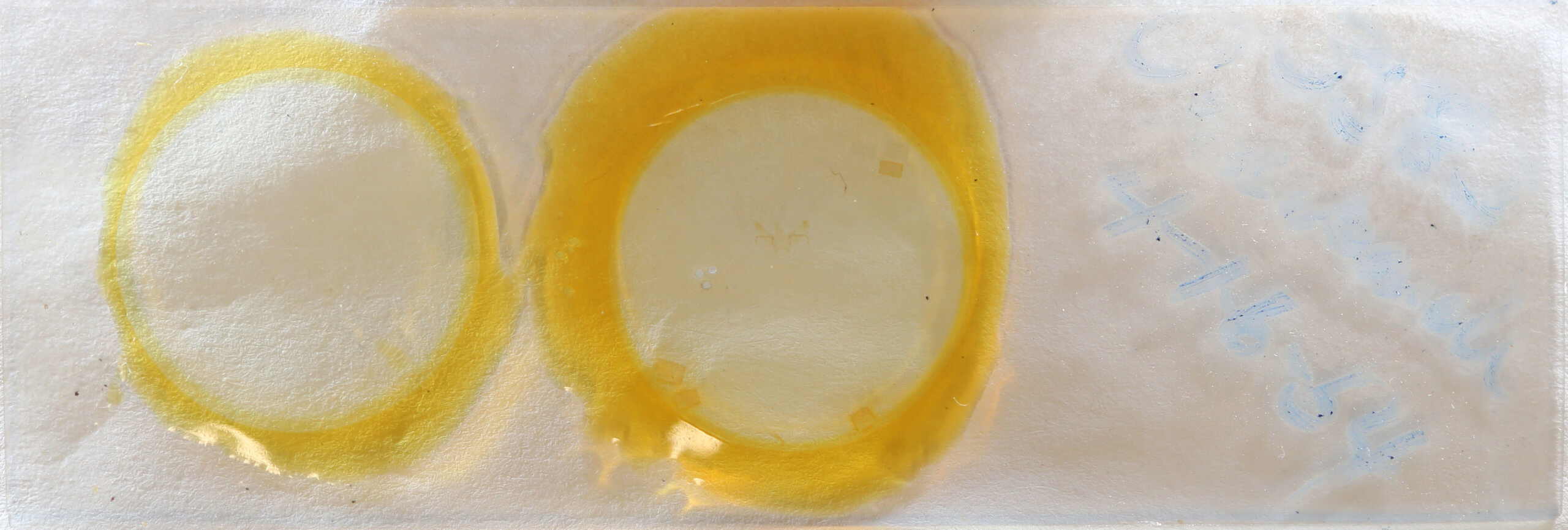 slide view of adult Cyclophora benjamini