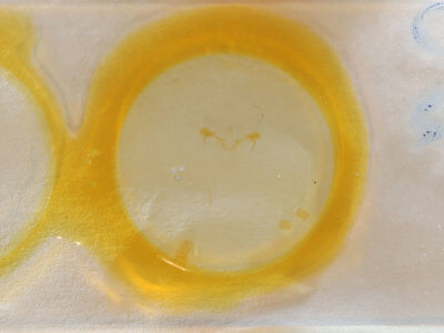 slide view of adult Cyclophora myrtaria