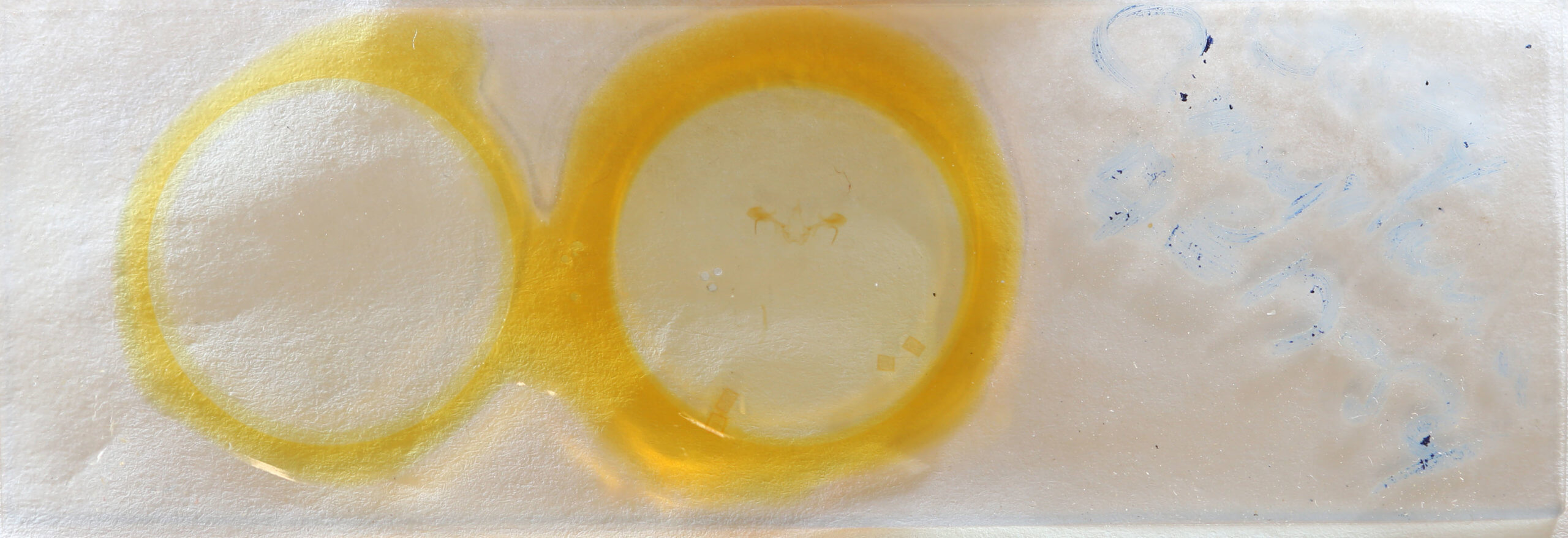 slide view of adult Cyclophora myrtaria