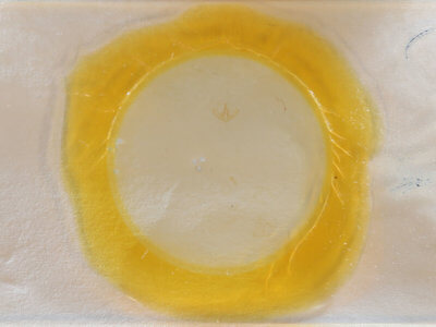 slide view of adult Crambidia pallida