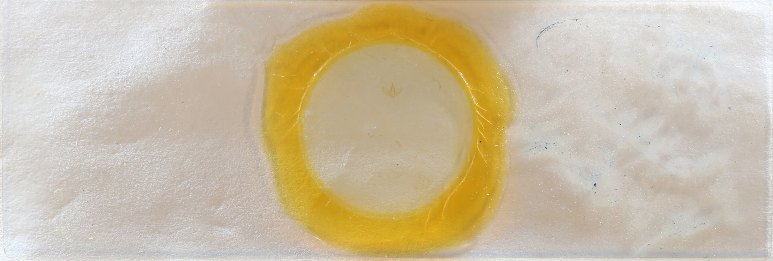 slide view of adult Crambidia pallida