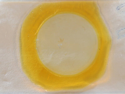 slide view of adult Crambidia uniformis