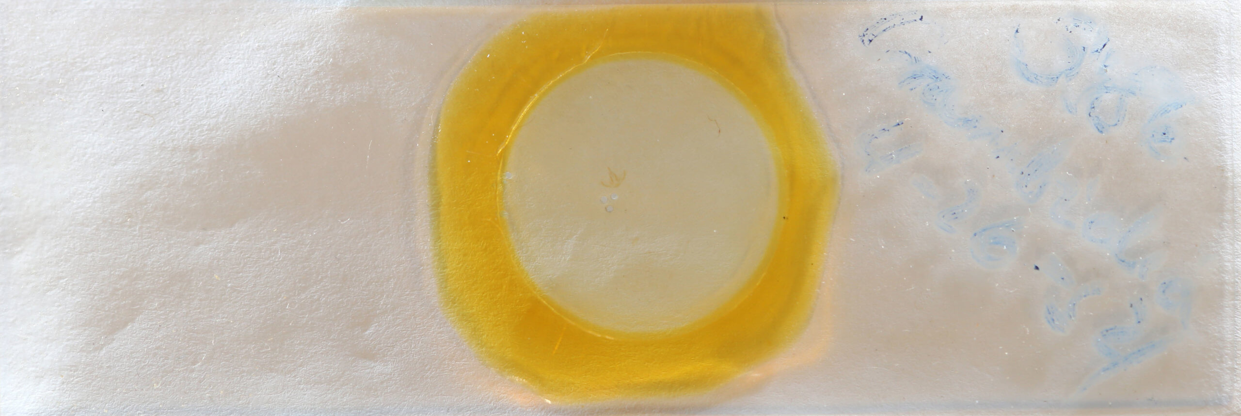 slide view of adult Crambidia uniformis