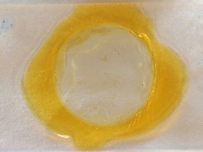 slide view of adult Crambidia uniformis