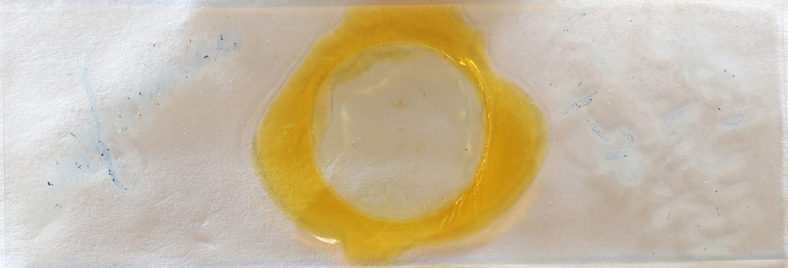 slide view of adult Crambidia uniformis