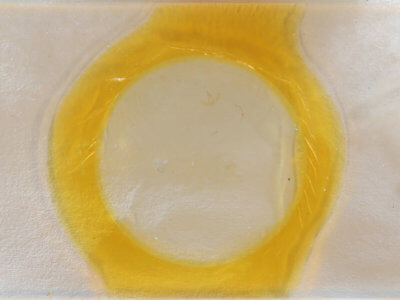 slide view of adult Crambidia lithosioides