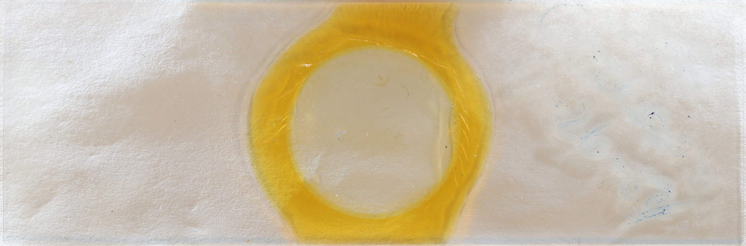 slide view of adult Crambidia lithosioides