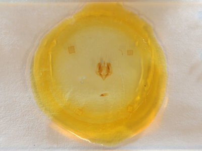 slide view of adult Elaphria chalcedonia