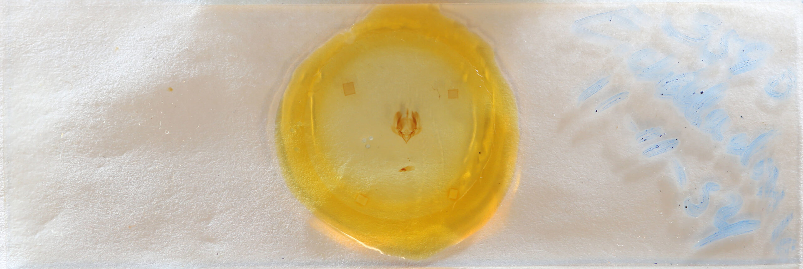 slide view of adult Elaphria chalcedonia