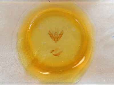 slide view of adult Acronicta connecta