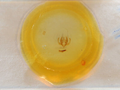 slide view of adult Elaphria fuscimacula